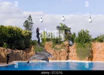 Loro Parque, Tenerife's premier wildlife zoo-attraction. Le spectacle des dauphins. Banque D'Images