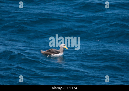 Albatros de l'Île Chatham Thalassarche eremita) (près des îles Chatham (NZ) Banque D'Images