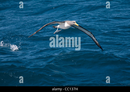 Albatros de l'Île Chatham Thalassarche eremita) (près des îles Chatham (NZ) Banque D'Images