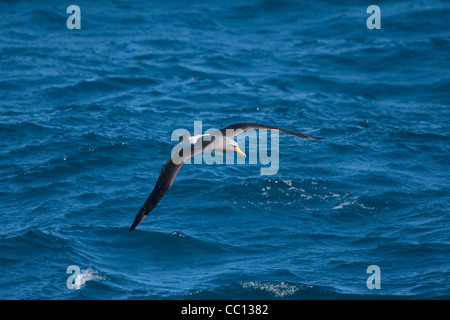 Albatros de l'Île Chatham Thalassarche eremita) (près des îles Chatham (NZ) Banque D'Images