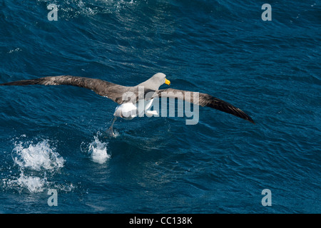 Albatros de l'Île Chatham Thalassarche eremita) (près des îles Chatham (NZ) Banque D'Images