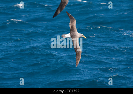 Albatros de l'Île Chatham Thalassarche eremita) (près des îles Chatham (NZ) Banque D'Images