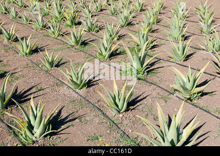 Les jeunes plants d'aloe vera avec de l'irrigation moderne Banque D'Images