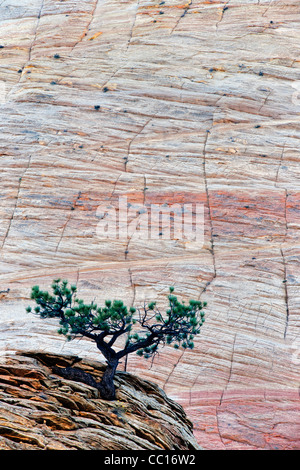 Le contexte d'un damier mesa un arbre de pin pinyon s'accroche à la vie parmi les grès de l'Utah Navajo dans Zion National Park. Banque D'Images