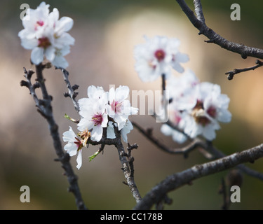 Moulay-branch, Majorque, Espagne Banque D'Images