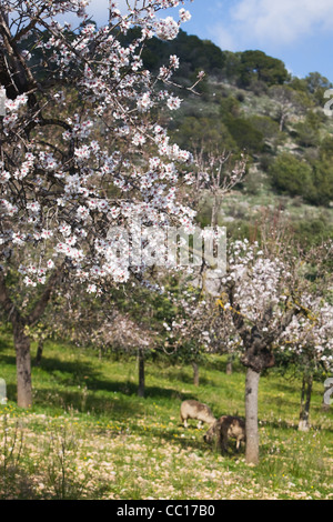 Verger d'amandiers en fleurs avec des moutons, Majorque, Îles Baléares, Espagne Banque D'Images