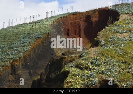 Extrait de la colline de La Montañeta, Las Portelas, Tenerife, avec plantations d'aloe vera sur le dessus. Banque D'Images