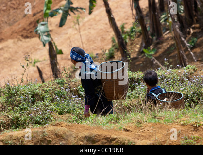 Les enfants de la Black H'Mong village tribal de Lao Chai aller au travail portant des paniers sur le dos. Banque D'Images