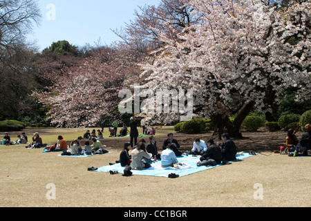 La fête des cerisiers en fleur (appelée hanami) à un parc de Tokyo le 2 avril 2009 à Tokyo, Japon. Banque D'Images