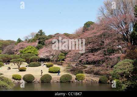 La fête des cerisiers en fleur (appelée hanami) à un parc de Tokyo au Japon. Banque D'Images