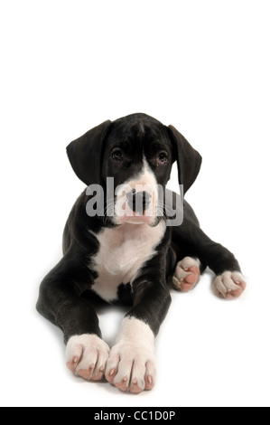 Chiot dogue allemand de repos sur fond blanc. Banque D'Images
