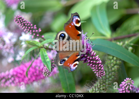 Un papillon paon au repos sur un arbuste de hebe UK Banque D'Images