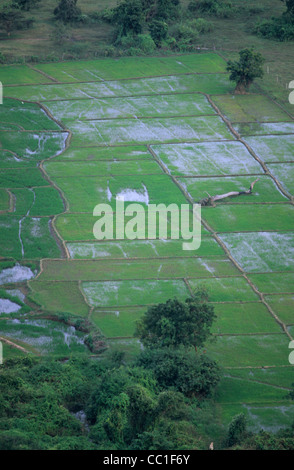 Sommaire des champs de paddy, Matale, Sri Lanka Banque D'Images