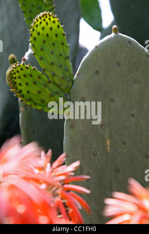 Prickley Pear Cactus (Opuntia sulphurea) dans la Quebrada de Cafayate, province de Salta, Argentine Banque D'Images