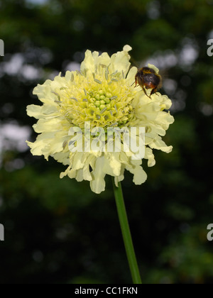 L'abeille atterrit sur le géant Scabious - Cephalaria gigantea