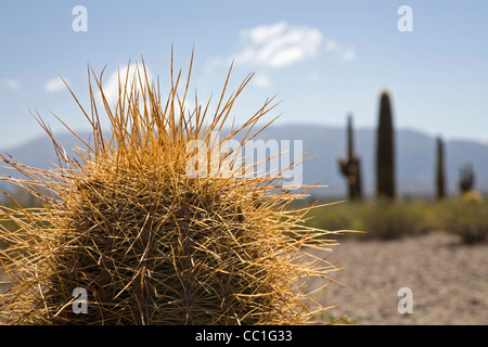 Géant de l'Argentine (Echinopsis candicans) cactus dans le Parc National Los Cardones, Province de Salta, Argentine Banque D'Images