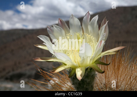 Géant de l'Argentine (Echinopsis candicans) cactus fleurissent dans le Parc National Los Cardones, Province de Salta, Argentine Banque D'Images