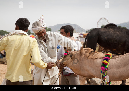 Bois de l'examen d'un chameau à la foire de Pushkar - Rajasthan, Inde Banque D'Images