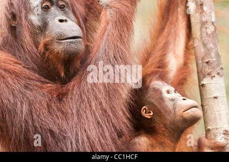 Une mère et bébé orang-outan orang-outan orang-outan en parc national de Tanjung Puting, Bornéo. Banque D'Images