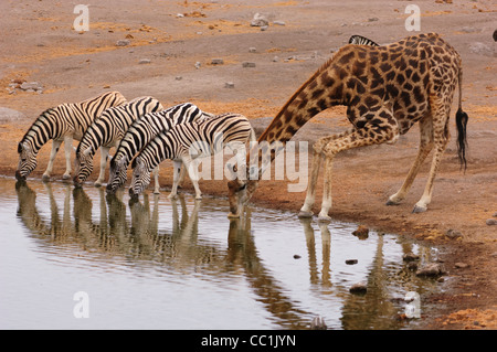 Les zèbres et girafes potable à un trou d'eau. Parc National d'Etosha, Namibie. Banque D'Images