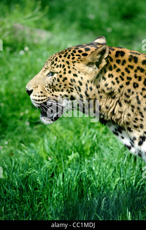 Jaguar sur un paysage verdoyant au zoo Banque D'Images