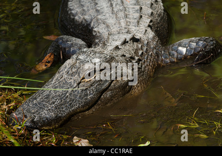 Alligator Alligator mississippiensis), (Okefenokee National Wildlife Refuge, Floride, USA Banque D'Images