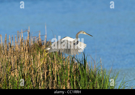 Aigrette tricolore (Egretta tricolor), Little St Simon's Island, îles-barrières, Georgia, USA Banque D'Images