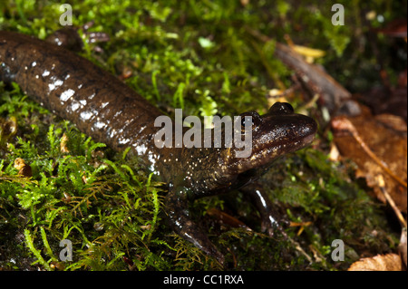 Salamandre à ventre noir (Desmognathus quadramaculatus), en captivité. Nord de la Géorgie, USA Banque D'Images