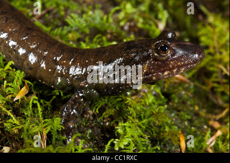 Salamandre à ventre noir (Desmognathus quadramaculatus), en captivité. Nord de la Géorgie, USA Banque D'Images