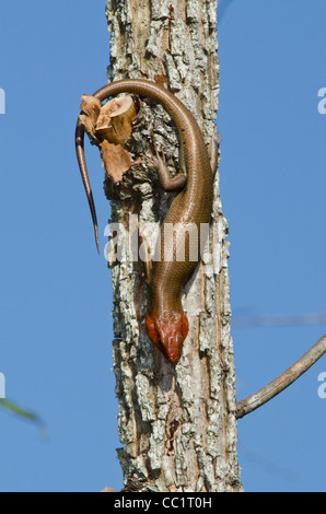 Broadhead Skink (e Umeces laticeps), homme, le serpent Indigo Orianne Préserver, Telfair County, Géorgie, USA Banque D'Images