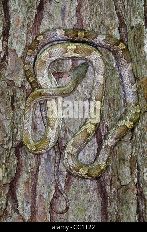 Serpent Rat jaune (Elaphe obsoleta quadrivittata), en captivité. Le Serpent Indigo Orianne Préserver, Telfair County, Géorgie, USA Banque D'Images