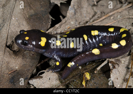 La Salamandre maculée (Ambystoma maculatum), en captivité. Le Serpent Indigo Orianne Préserver, Telfair County, Géorgie, USA Banque D'Images