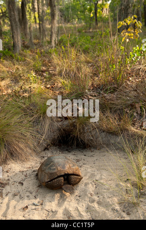 Gopher Tortoise (Gopherus polyphemus), homme au terrier. Le Serpent Indigo Orianne Préserver, Telfair County, Géorgie, USA Banque D'Images