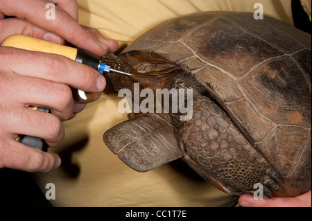 L'injection de PIT tag dans Gopher Tortoise (Gopherus polyphemus). Le Serpent Indigo Orianne Préserver, Telfair County, Géorgie, USA Banque D'Images