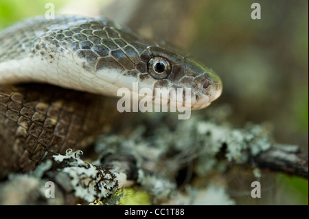 Serpent Rat jaune (Elaphe obsoleta quadrivittata), en captivité. Le Serpent Indigo Orianne Préserver, Telfair County, Géorgie, USA Banque D'Images