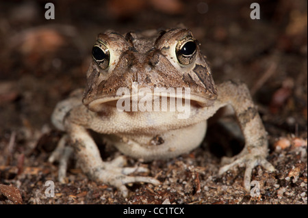 Toad Anaxyrus terrestris (sud), le serpent Indigo Orianne Préserver, Telfair County, Géorgie, USA Banque D'Images