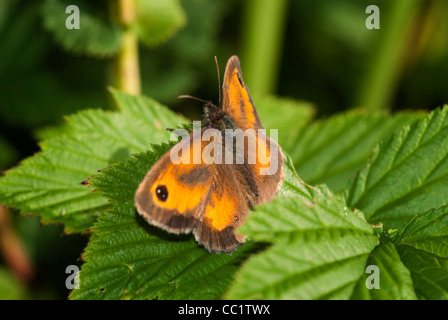 Papillon Gatekeeper Banque D'Images