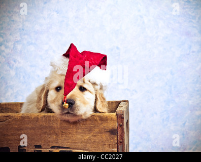 Femme 7 semaines chiot Golden Retriever assis dans une boîte sur le site de l'ege wearing a Santa hat. Banque D'Images