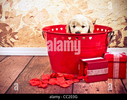 Golden Retriever 7 semaines rouge de godet avec Valentine hearts. Banque D'Images