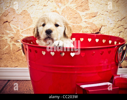 Golden Retriever 7 semaines à sur le bord de la benne rouge avec Valentine hearts. Banque D'Images