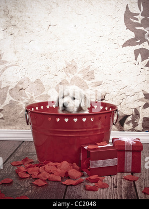 Golden Retriever 7 semaines à sur le bord de la benne rouge avec Valentine hearts. Banque D'Images