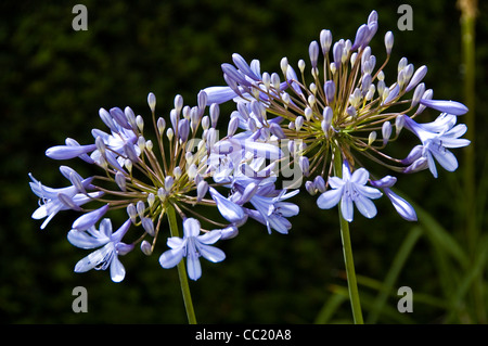 Agapanthus Delft - African Lily flower truss Banque D'Images