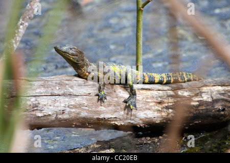 Les jeunes (Alligator mississippiensis) Alligator Banque D'Images