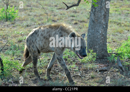 Le parc national Kruger en Afrique du Sud est célèbre pour le visionnement de jeu à des prix abordables. L'hyène tachetée Banque D'Images