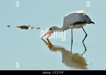 Le parc national Kruger en Afrique du Sud est célèbre pour le visionnement de jeu à des prix abordables. Cigogne bec jaune Banque D'Images