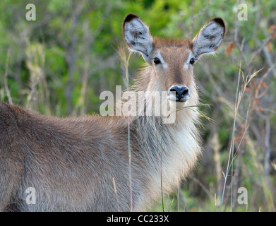 Le parc national Kruger en Afrique du Sud est célèbre pour le visionnement de jeu à des prix abordables. L'eau femelle buck Banque D'Images