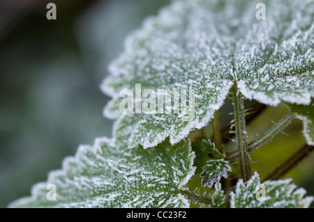 Givre sur l'ortie commune Urtica dioica, plante Banque D'Images