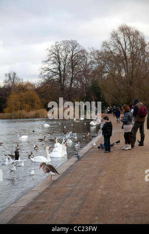 Nourrir les oiseaux et les oies sur la Serpentine dans Hyde Park Banque D'Images