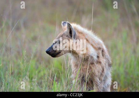 Le parc national Kruger en Afrique du Sud est célèbre pour le visionnement de jeu à des prix abordables. Jeune hyène tachetée Banque D'Images