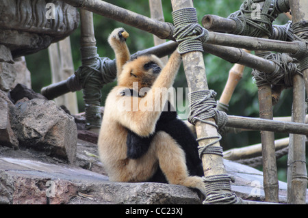 Monkey, des singes, des singes hugging in tree house Banque D'Images